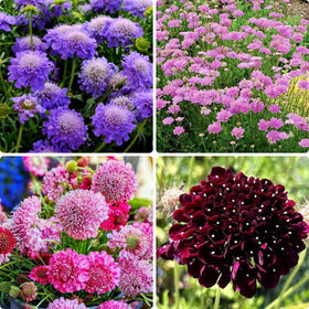 BuggyBeds 185+ heirloom Scabiosa seeds pack ready for planting and garden heritage.