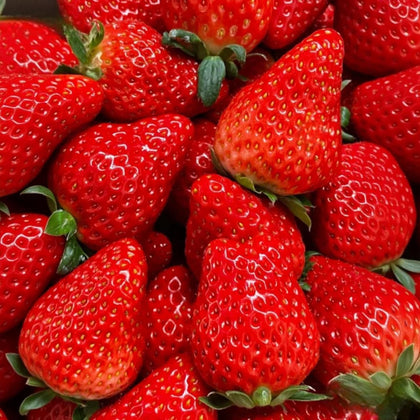 BuggyBeds 2000 Cream Strawberry Seeds pack on soil for home gardens.