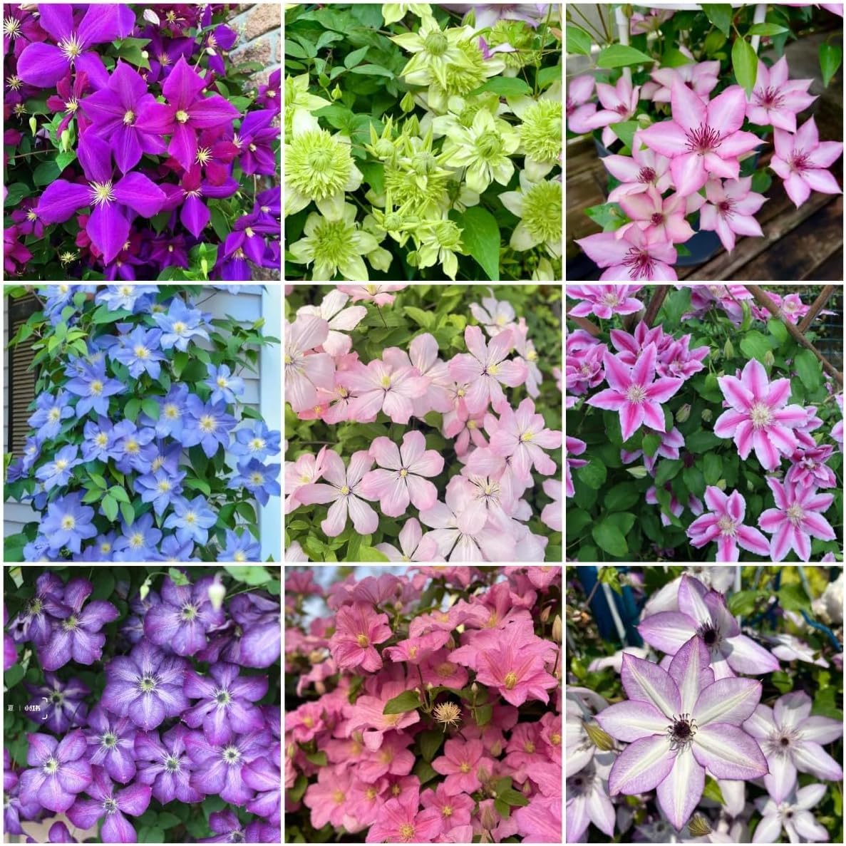 BuggyBeds 210 Clematis seeds mixed colors bloom on a climbing vine for vibrant garden displays.