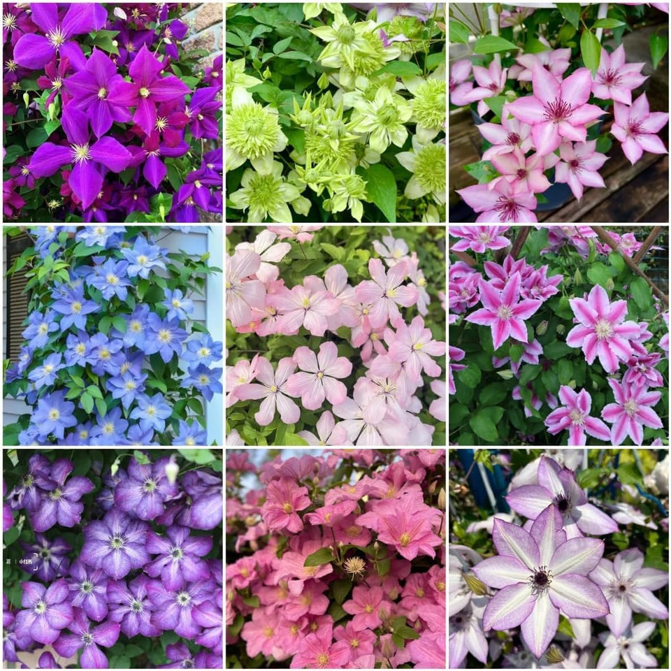 BuggyBeds 210 Clematis seeds mixed colors bloom on a climbing vine for vibrant garden displays.