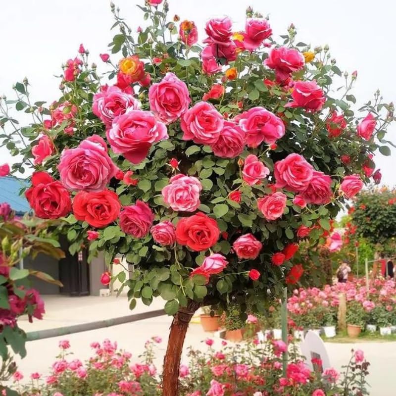 BuggyBeds 285-piece mixed tree rose seeds for a colorful garden display.