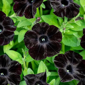 BuggyBeds 300 Black Petunia seeds pack for vibrant, dramatic black blooms