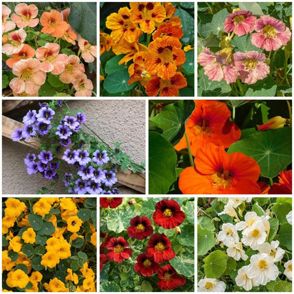 BuggyBeds 300 mixed nasturtium seeds ready for garden sowing and color