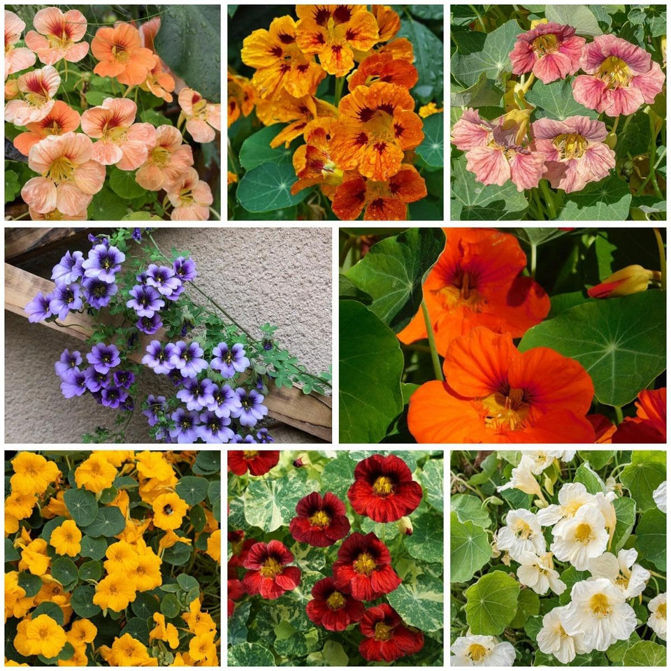 BuggyBeds 300 mixed nasturtium seeds ready for garden sowing and color