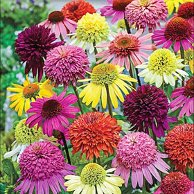 BuggyBeds 300+ Double Echinacea seeds for vibrant border planting