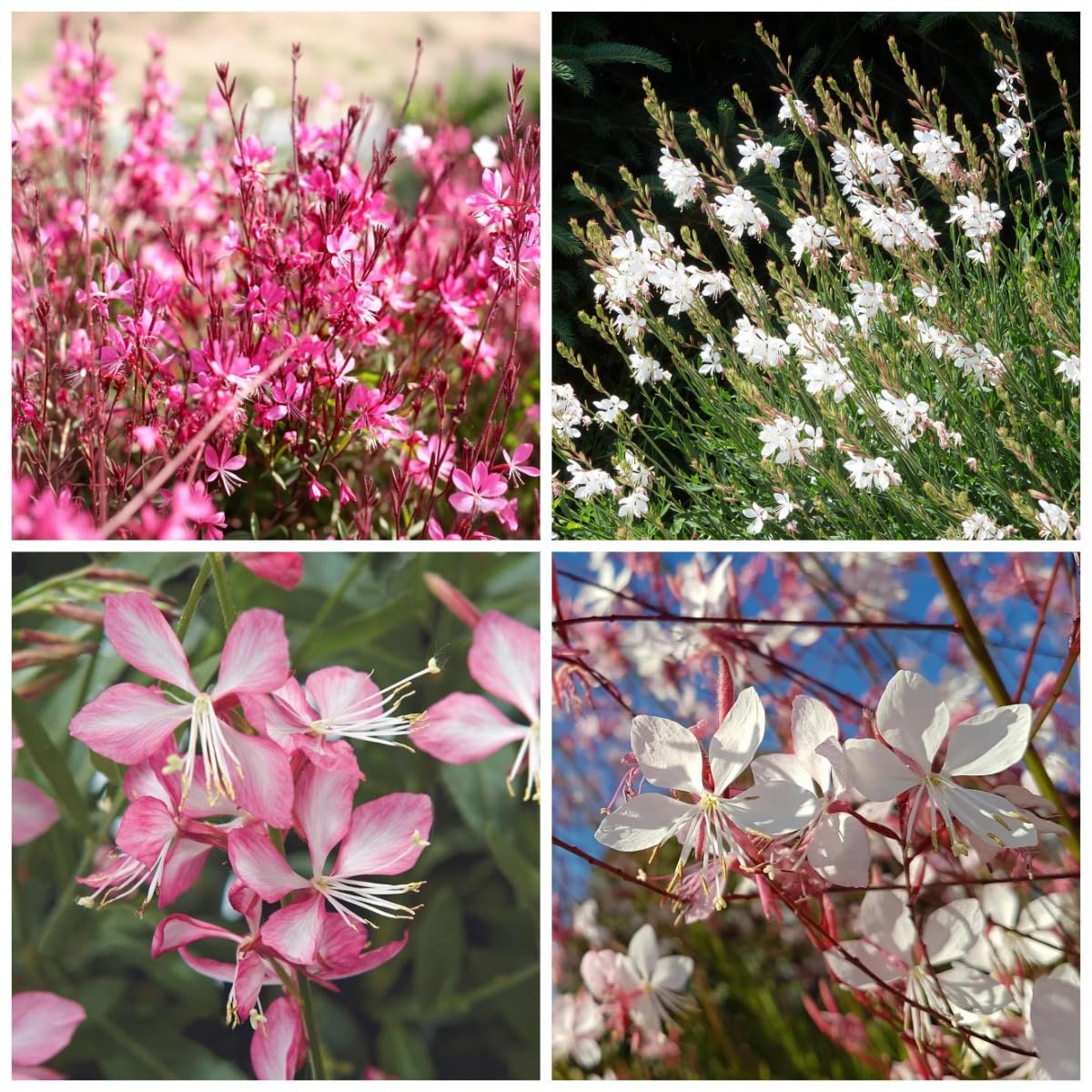 BuggyBeds 310 mixed Gaura seeds in pink and white blend for planting.