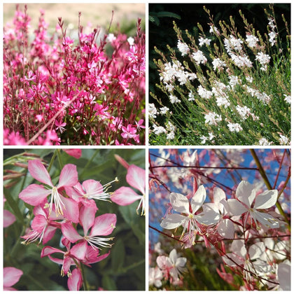 BuggyBeds 310 mixed Gaura seeds in pink and white blend for planting.