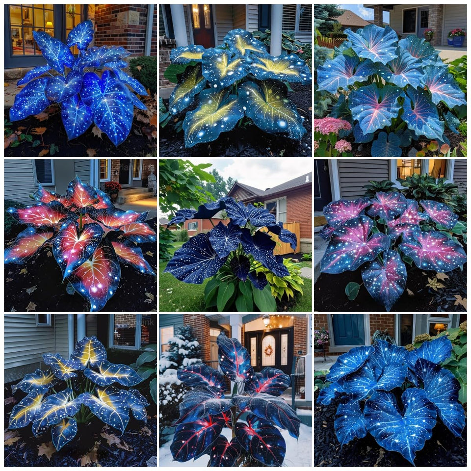 BuggyBeds 321 Mixed Hosta Seeds form layered, dense foliage for shady borders.