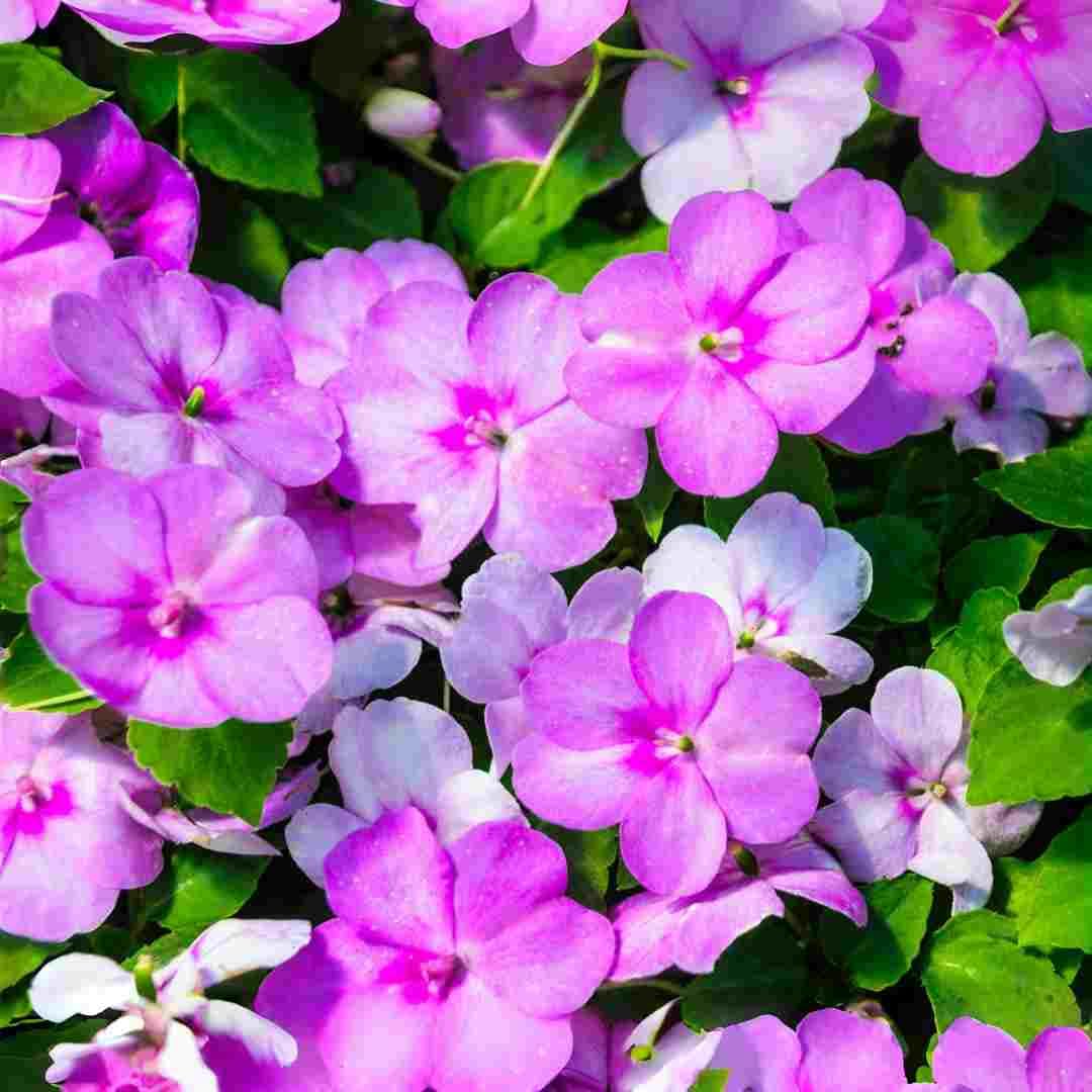 BuggyBeds Impatiens Balsam seeds in a colorful mix for summer garden color.