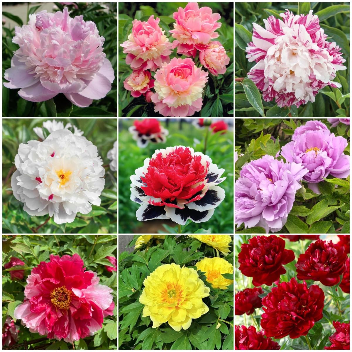 BuggyBeds 98-mixed peony seeds provide a colorful spectrum for vibrant borders and beds.