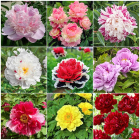BuggyBeds 98-mixed peony seeds provide a colorful spectrum for vibrant borders and beds.
