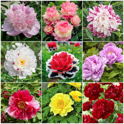 BuggyBeds 98-mixed peony seeds provide a colorful spectrum for vibrant borders and beds.