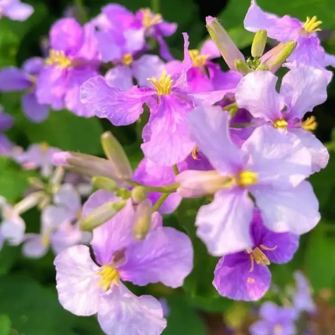 BuggyBeds abundant blooms for beds or containers