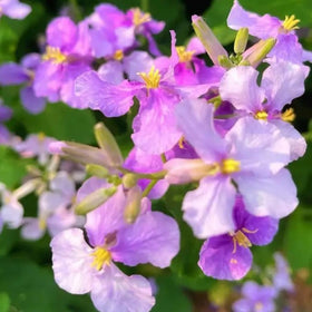 BuggyBeds abundant blooms for beds or containers