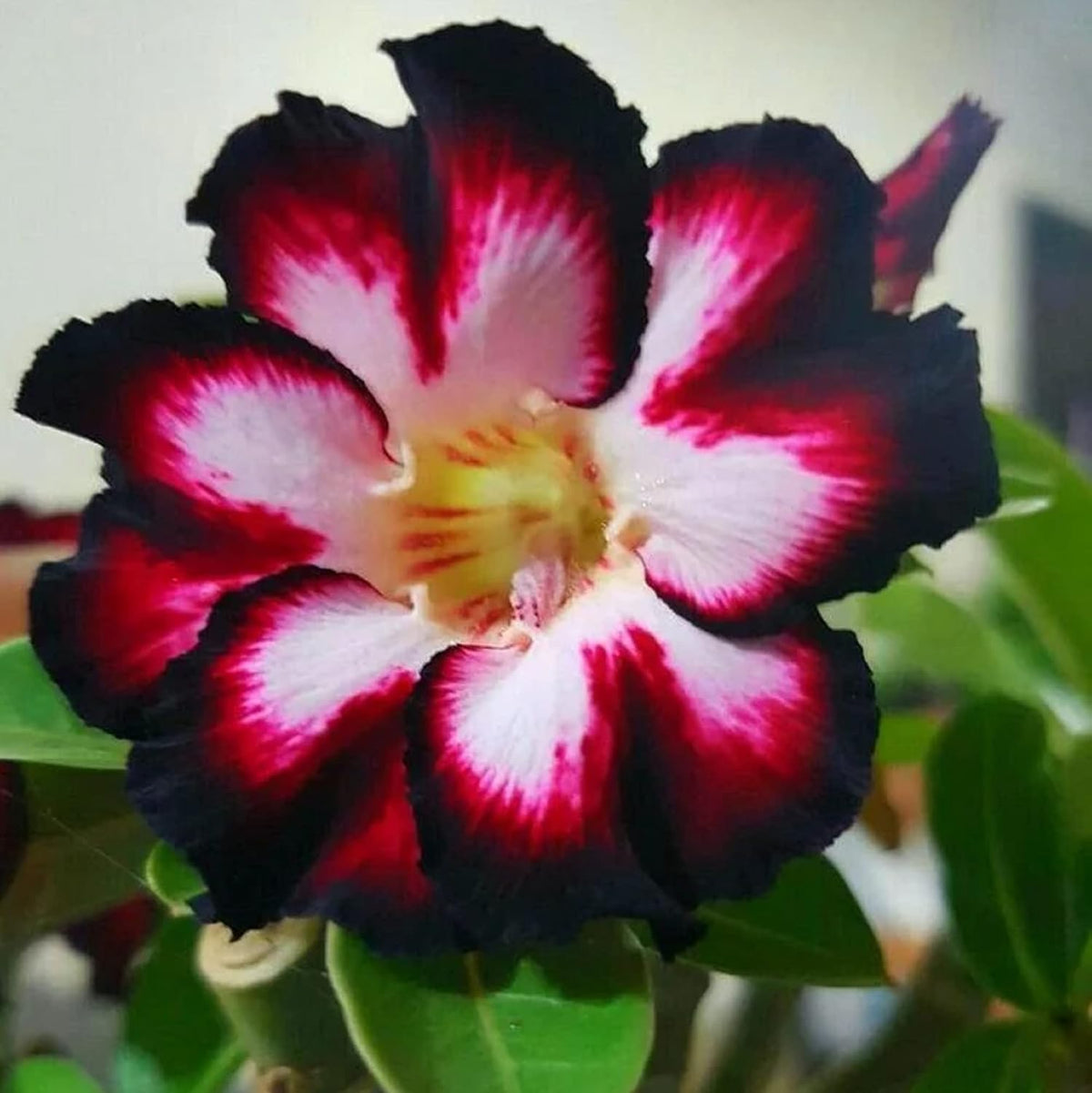 BuggyBeds Adenium Obesum seed pack shows promising germination for hardy perennials.