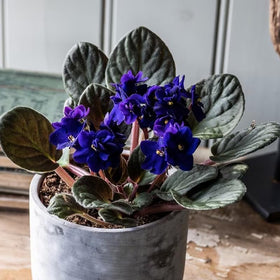 BuggyBeds African violet pots bloom image suggests compact plants ideal for small spaces
