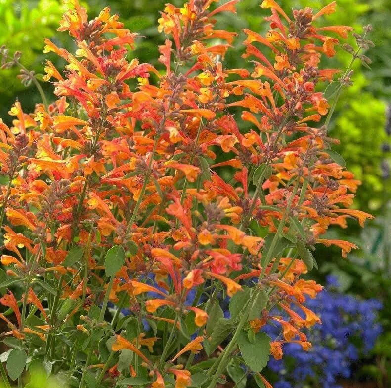 BuggyBeds agastache flower spikes provide fragrant garden interest