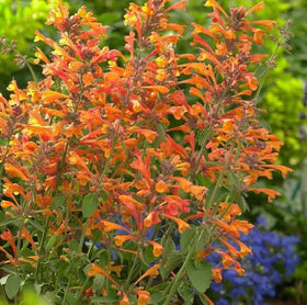 BuggyBeds agastache flower spikes provide fragrant garden interest