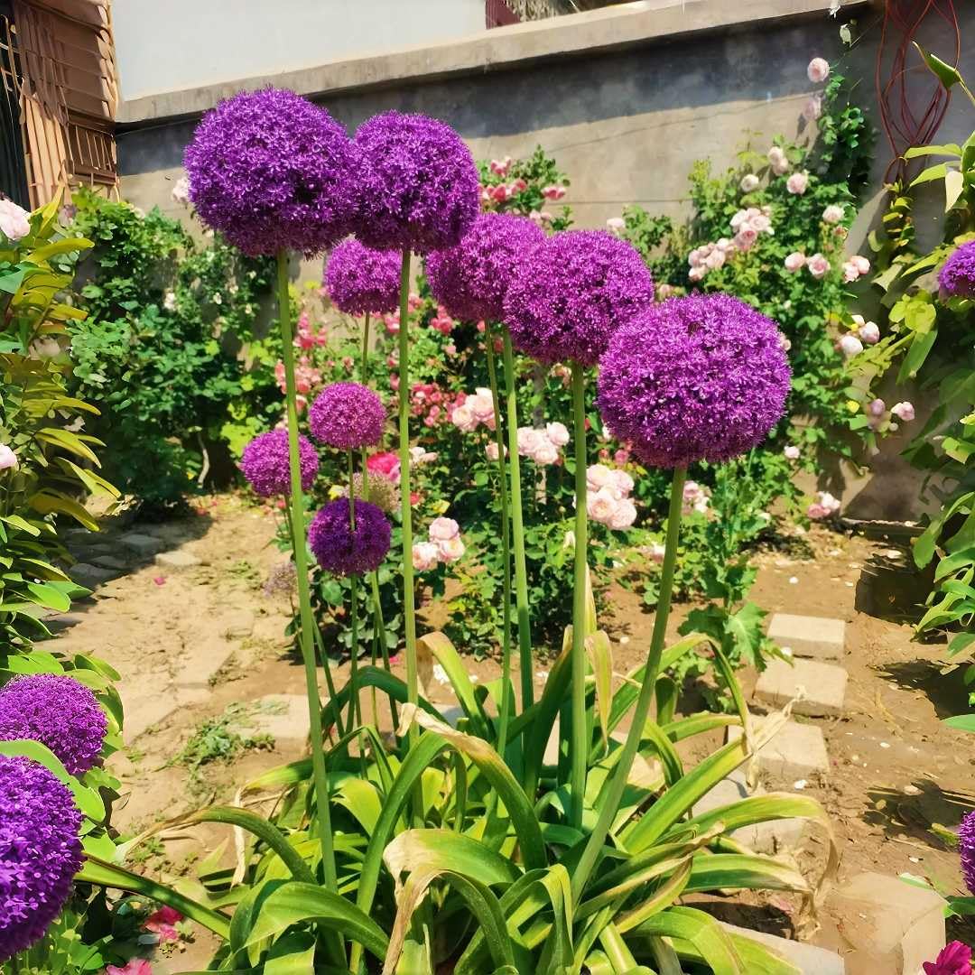 BuggyBeds Allium border planting image highlighting vertical accent in mixed borders.
