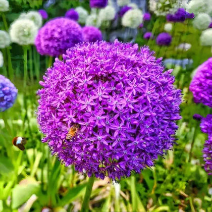 BuggyBeds Allium Giganteum bloom close-up showing giant purple globe flowers for striking borders.