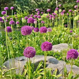 BuggyBeds Allium Giganteum purple globe bloom provides focal interest in pollinator-friendly borders.