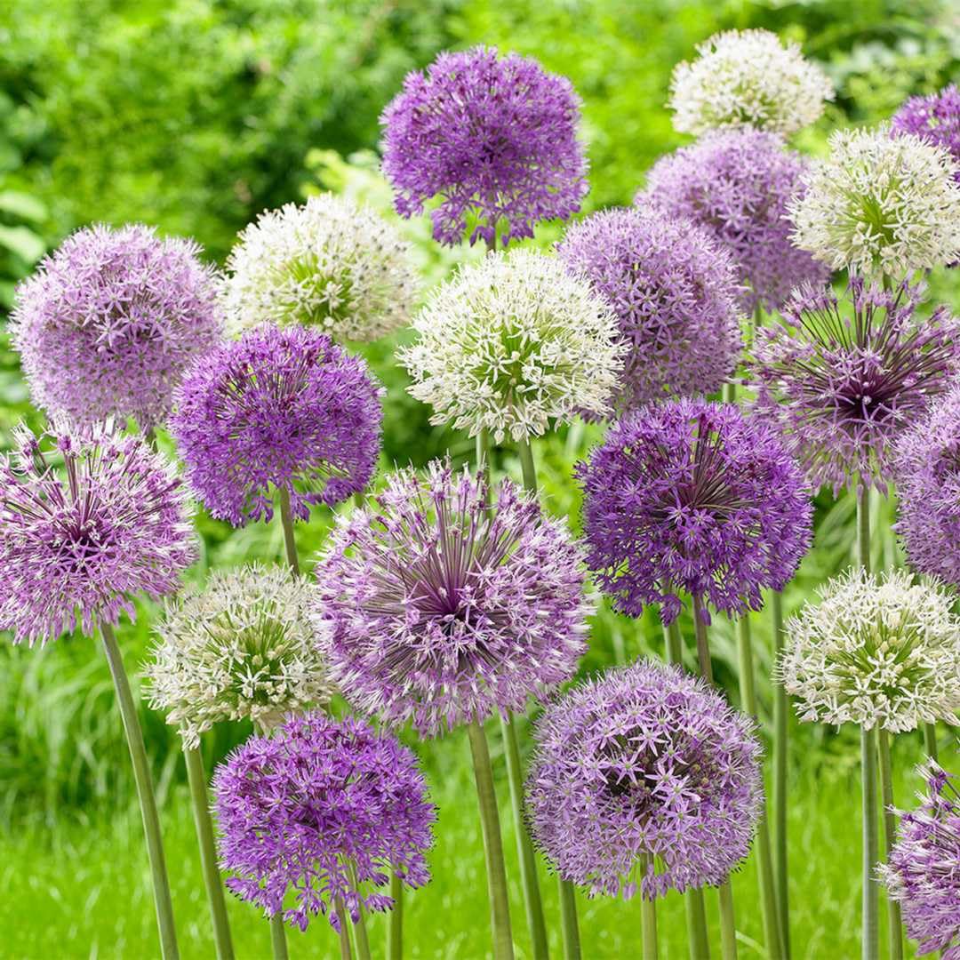 BuggyBeds Allium Giganteum draws bees and butterflies to vibrant garden corners.