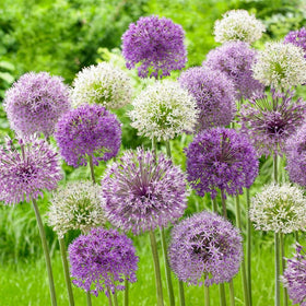 BuggyBeds Allium Giganteum draws bees and butterflies to vibrant garden corners.