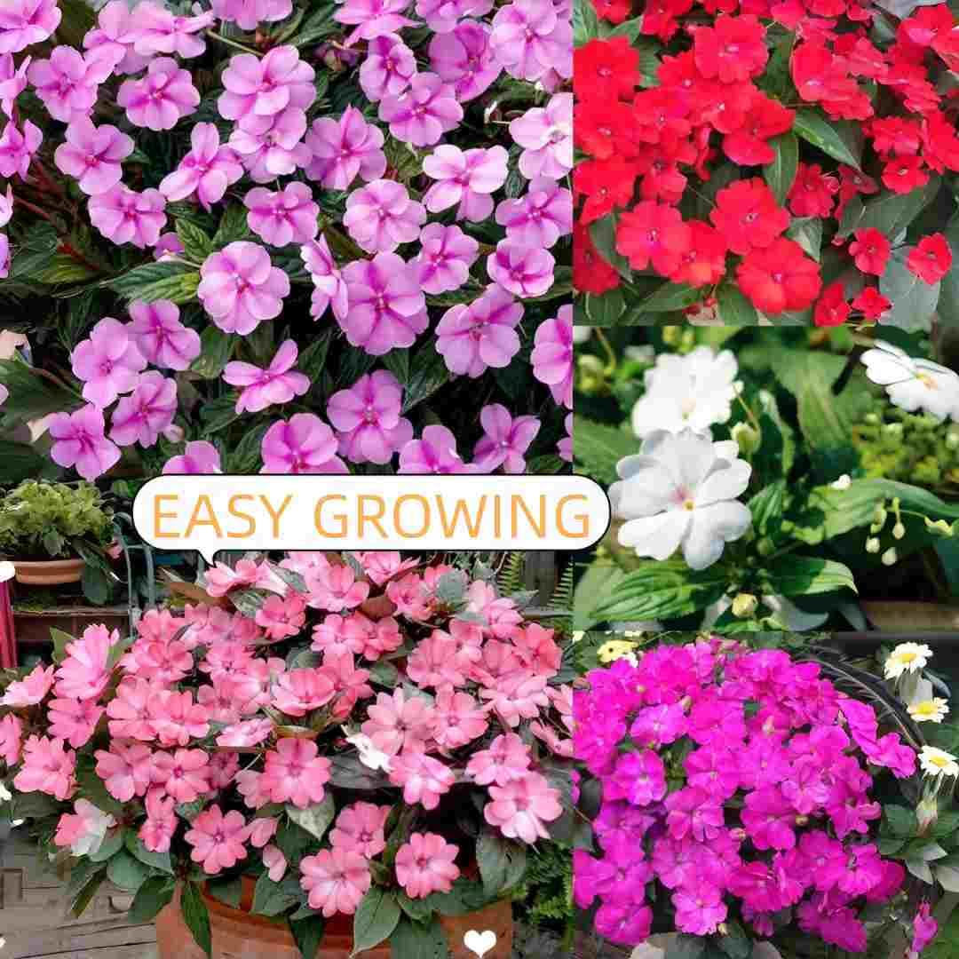 BuggyBeds Impatiens Balsam seedlings ready for container displays.