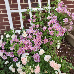 BuggyBeds Perennial climber enhances landscape with long-lasting seasonal color.