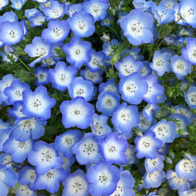 Close-up of BuggyBeds Nemophila Baby Blue Eyes blooms for vibrant garden color.