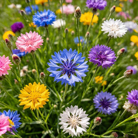 BuggyBeds bachelor’s button blooms ideal for vibrant blue container displays