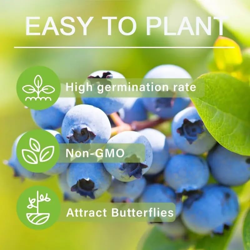 BuggyBeds backyard blueberry garden setup for productive home planting.