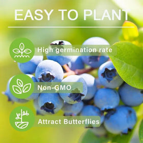BuggyBeds backyard blueberry garden setup for productive home planting.