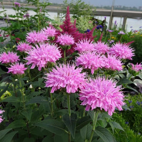 BuggyBeds Bee Balm seeds offer aromatic foliage and garden fragrance