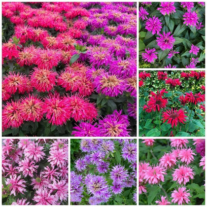 BuggyBeds Bee Balm seeds bloom closeup attracting butterflies and hummingbirds