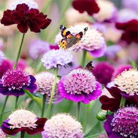 BuggyBeds cut-flower ready Scabiosa provide long-lasting bouquets from garden.