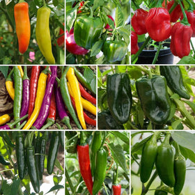 BuggyBeds bell pepper seeds pack yields sweet, crunchy peppers for vibrant salads