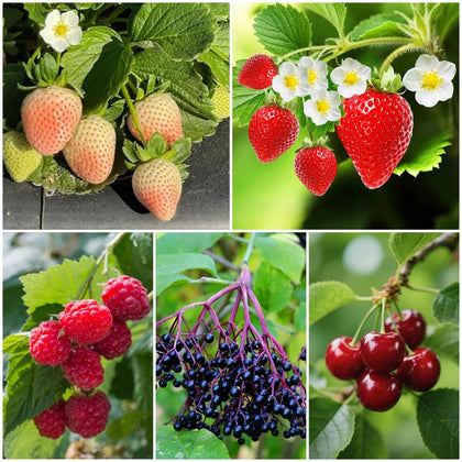 BuggyBeds berry seeds kit with mixed varieties for a versatile home garden harvest.