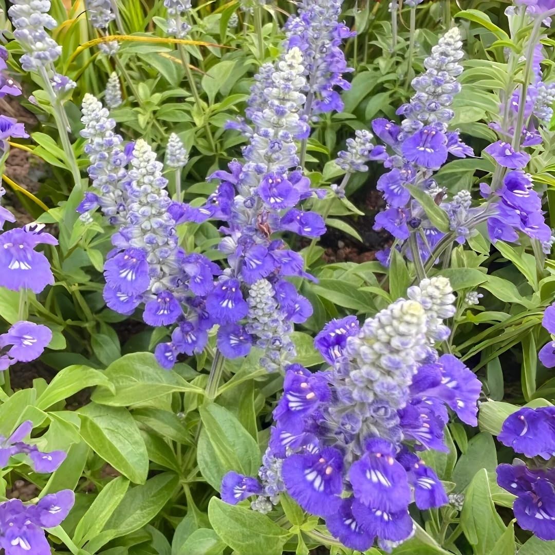 BuggyBeds blue salvia seeds ideal for borders and garden beds.