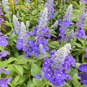 BuggyBeds blue salvia seeds ideal for borders and garden beds.