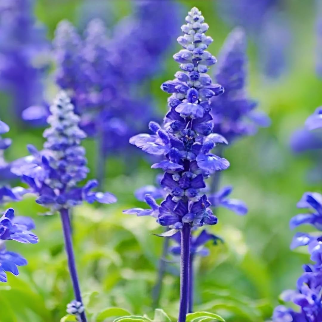 BuggyBeds blue salvia seeds perform well in containers and patios.