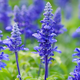 BuggyBeds blue salvia seeds perform well in containers and patios.