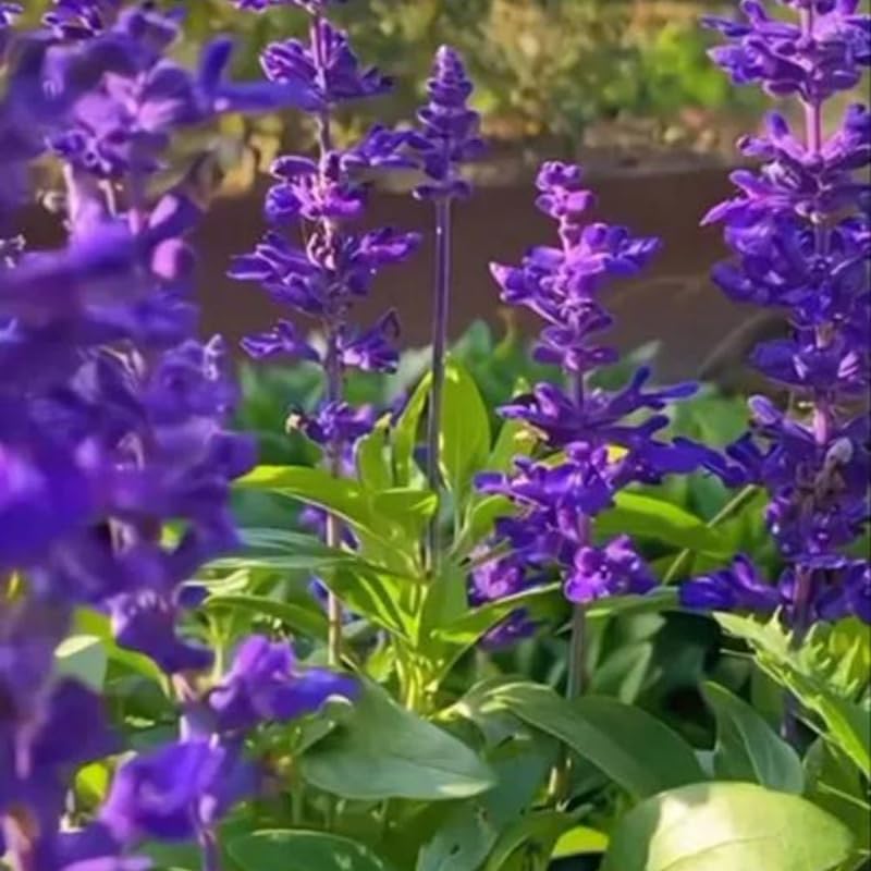 BuggyBeds blue salvia seeds resist heat and drought in sunny spots.