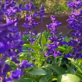BuggyBeds blue salvia seeds resist heat and drought in sunny spots.