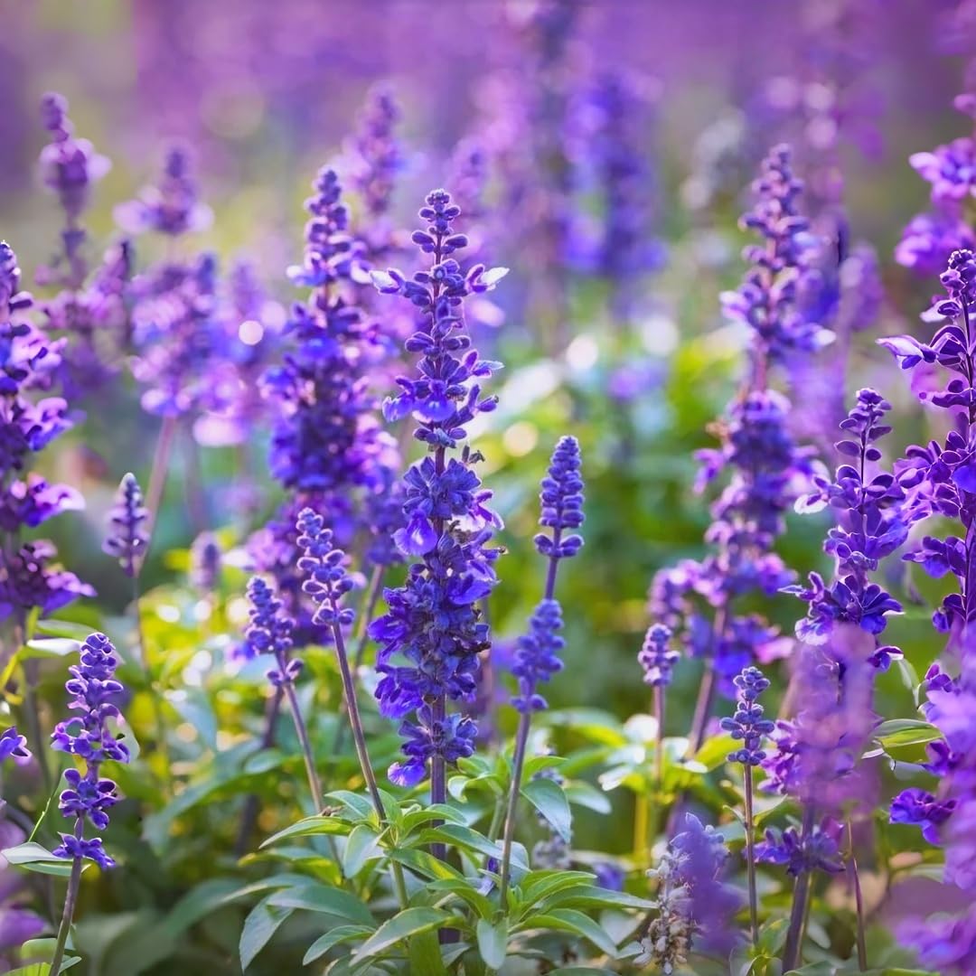 BuggyBeds blue salvia seeds attract bees and butterflies in pollinator plots.