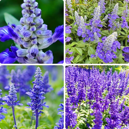 BuggyBeds Blue Salvia seeds yield vibrant blooms for dramatic borders.