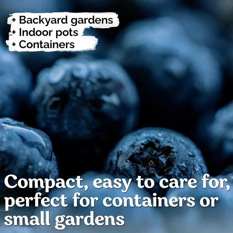 BuggyBeds blueberry fruit clusters highlight plump berries for home dining.