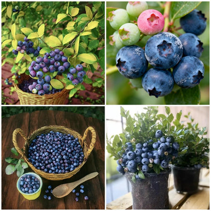 BuggyBeds blueberry seeds pack for home planting and fresh harvest.