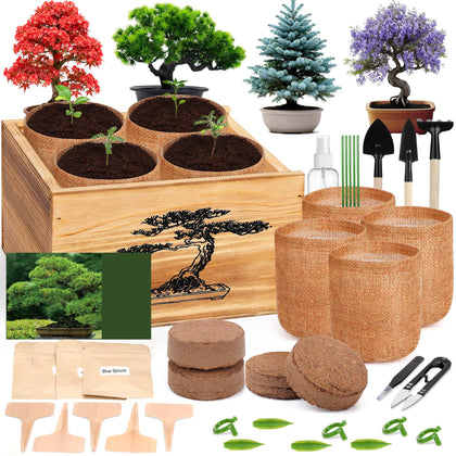 BuggyBeds bonsai kit contents laid out for a beginner-friendly setup.