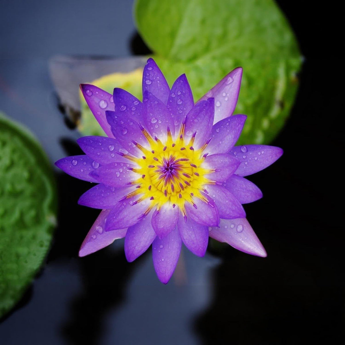 BuggyBeds bonsai lotus planting setup beside a tranquil water feature.